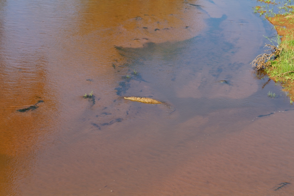 08 - Kruger NP (80).jpg